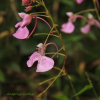 Impatiens elongata Arn.